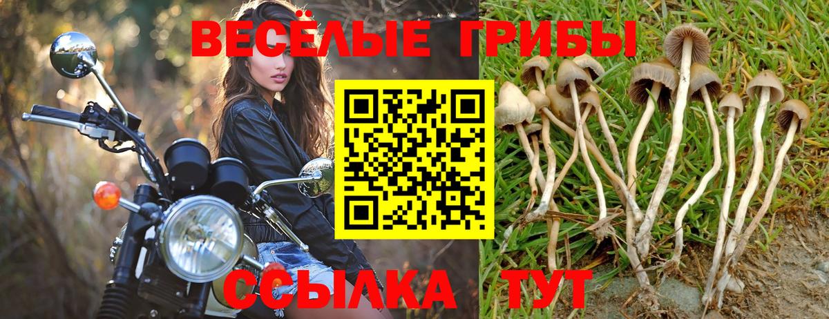 Псилоцибиновые грибы Cubensis Усолье-Сибирское